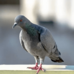 how to keep pigeons off