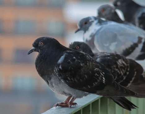 how to keep pigeons off balcony