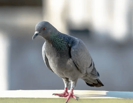 how to keep pigeons off