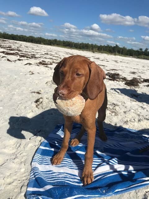 remove pets when listed for sale in Bonita Springs