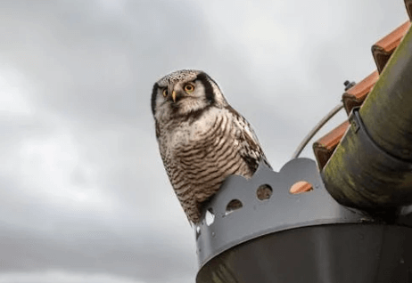 meaning of owl at your house