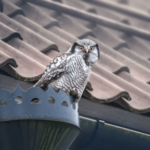owl at your house