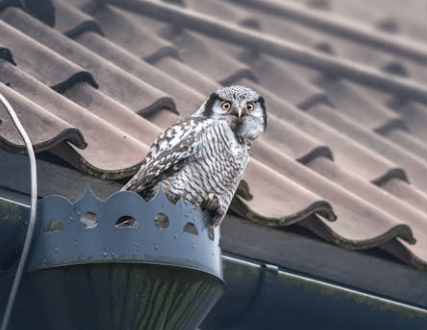 owl at your house