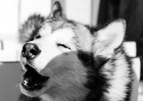 pet peed complaints