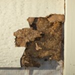 What Every Texas Home Seller Should Know About Termite Infestations