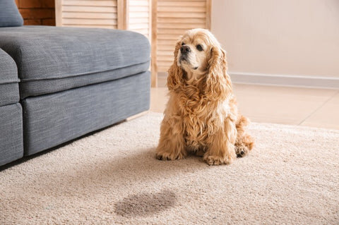 fair sale homes, pet odors