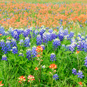 Community Map Weatherford