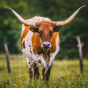 Fun Things to Do with Kids Weatherford