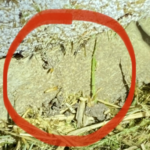subterranean termites found in Harlingen