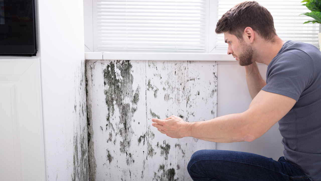 Selling a House with mold