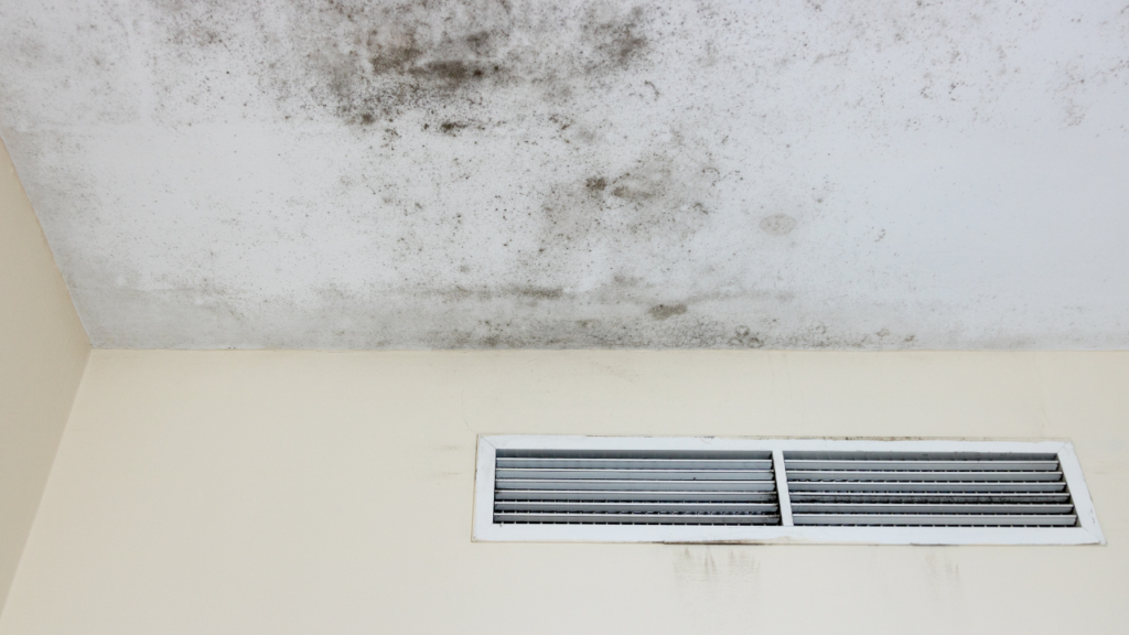 mold infected house
