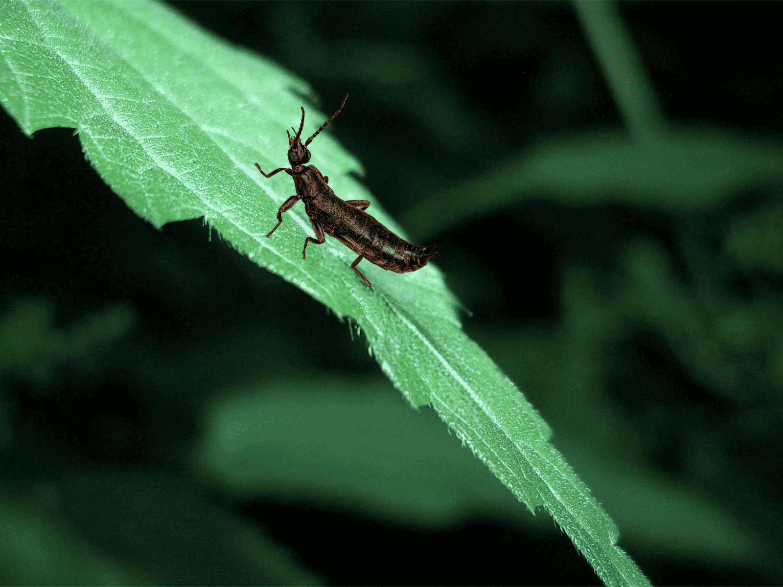 Pincher Bugs