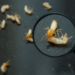 Can You Sell A House With Termites In Texas