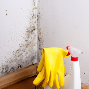 Home Mold Remediation Texas