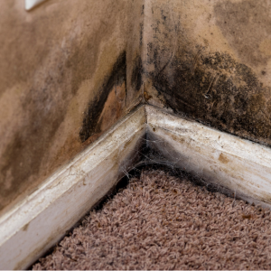 House Mold Remediation Process Texas