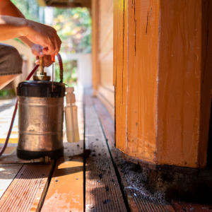 How Much Termite Inspections Cost In Texas