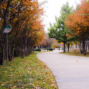 Amazing Things to Do With Kids In Dallas