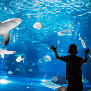 Where to Take Kids for Fun In Dallas