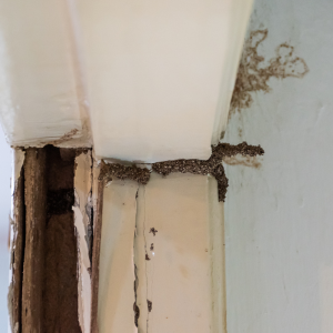 Price of tenting a home for termite treatment In Texas