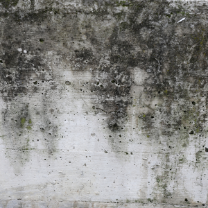 Selling a Mold-Affected Home in Texas