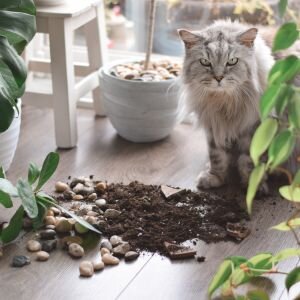 How to Sell a Home with Pets Dallas