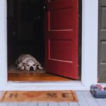 Selling a House with Pets Dallas