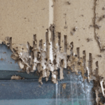 Selling a House with Termite Damage Dallas