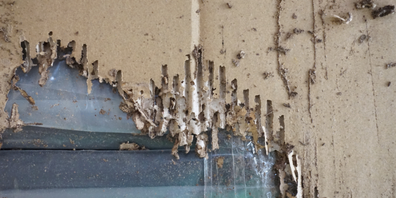 Selling a House with Termite Damage Dallas