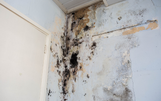 Sell House With Mold Texas
