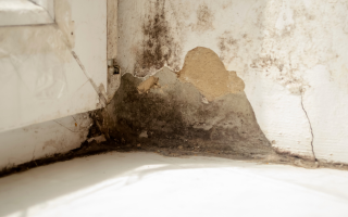 Sell House With Mold In Texas