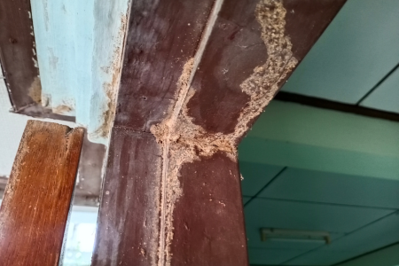 Termites Infestation In Texas