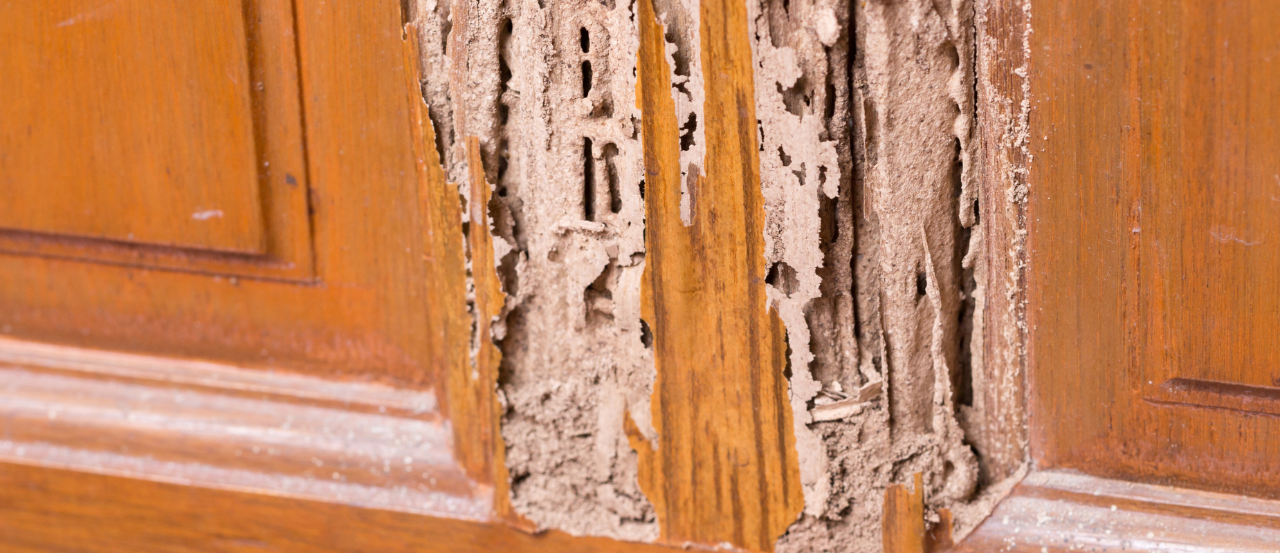 The seller left out termite damage details in Texas