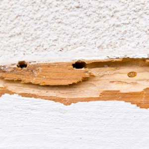 The seller kept termite damage undisclosed in Texas