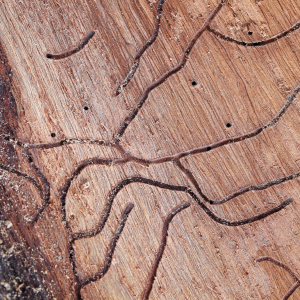 The seller withheld termite damage information in Texas