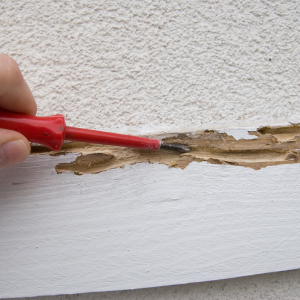 The seller did not mention termite damage in Texas