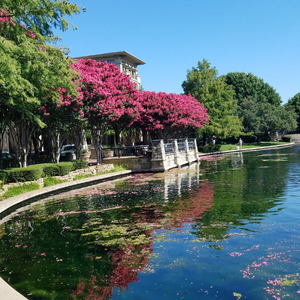 Best Affordable Location Plano