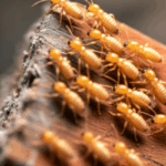 How to Sell a Home With Termites Dallas, TX