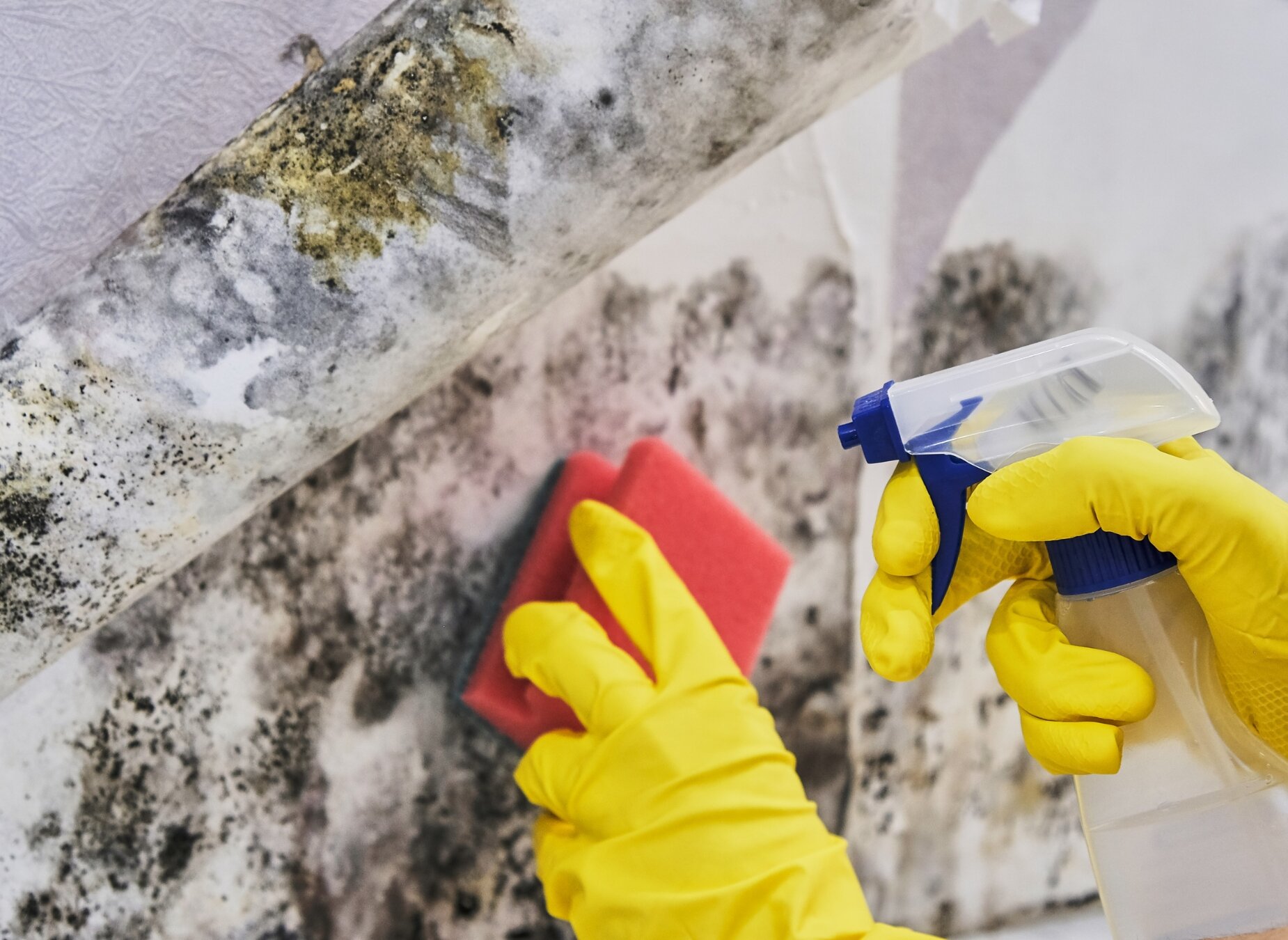 Selling Your House with Mold in Texas