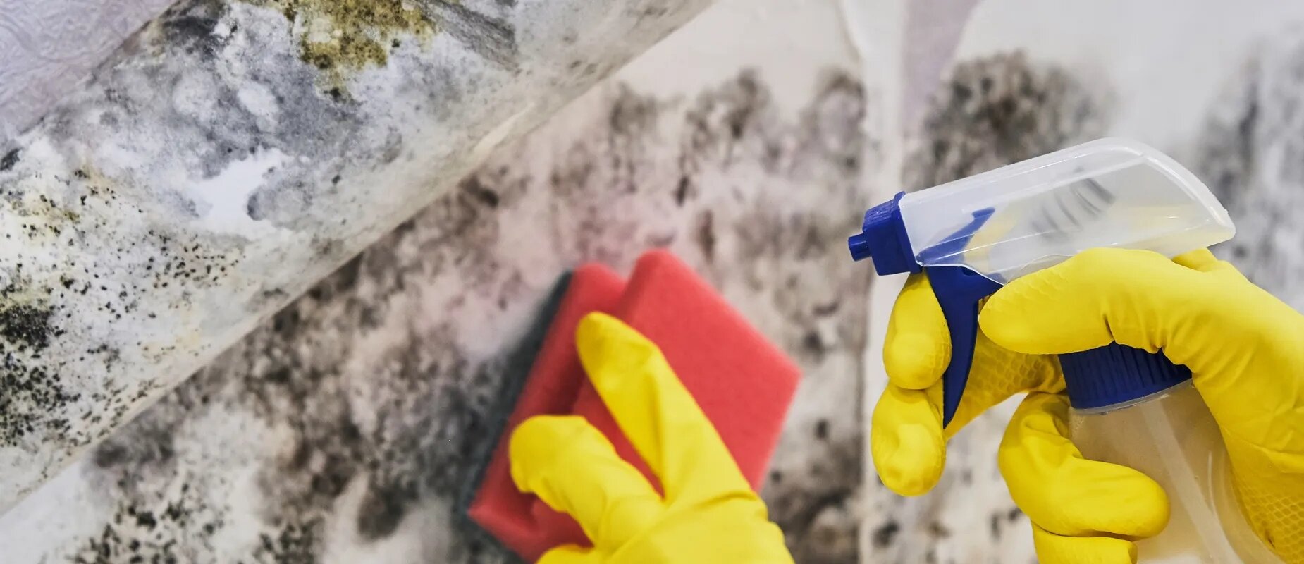 sell your house with mold in Dallas