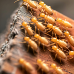 How to Sell a Home With Termites Texas