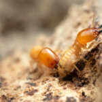 Is Termite Bond Need to Sell House in Texas