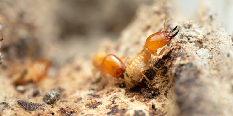 Is Termite Bond Need to Sell House in Texas