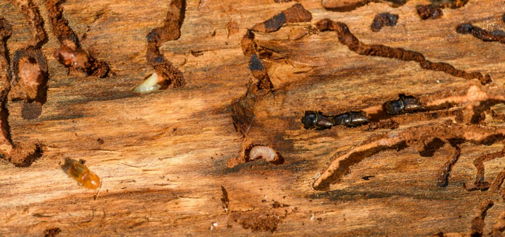 Selling A House With Termite Damage in