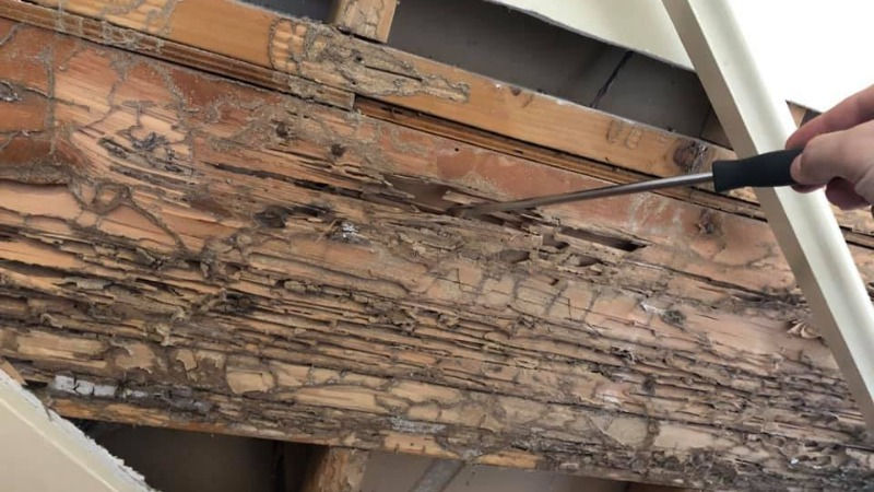 Selling A House With Termite Damage In