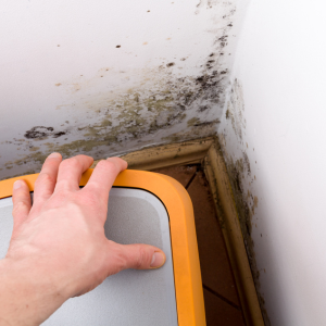 Mold in Your Home Selling a House with Confidence Texas