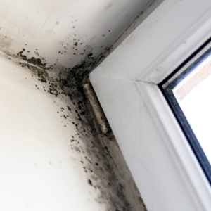 Tips for Selling a House with Mold Challenges Texas