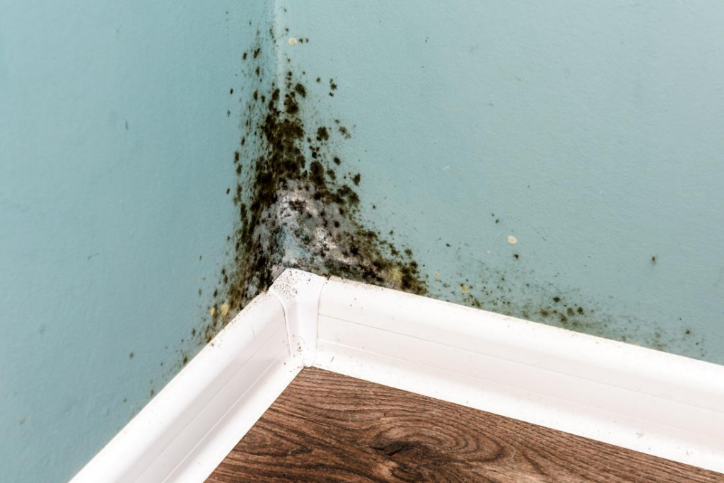 Selling A House With Mold In Oklahoma