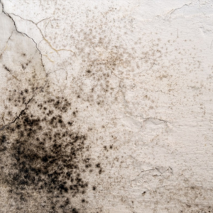 sell your house with mold in Oklahoma