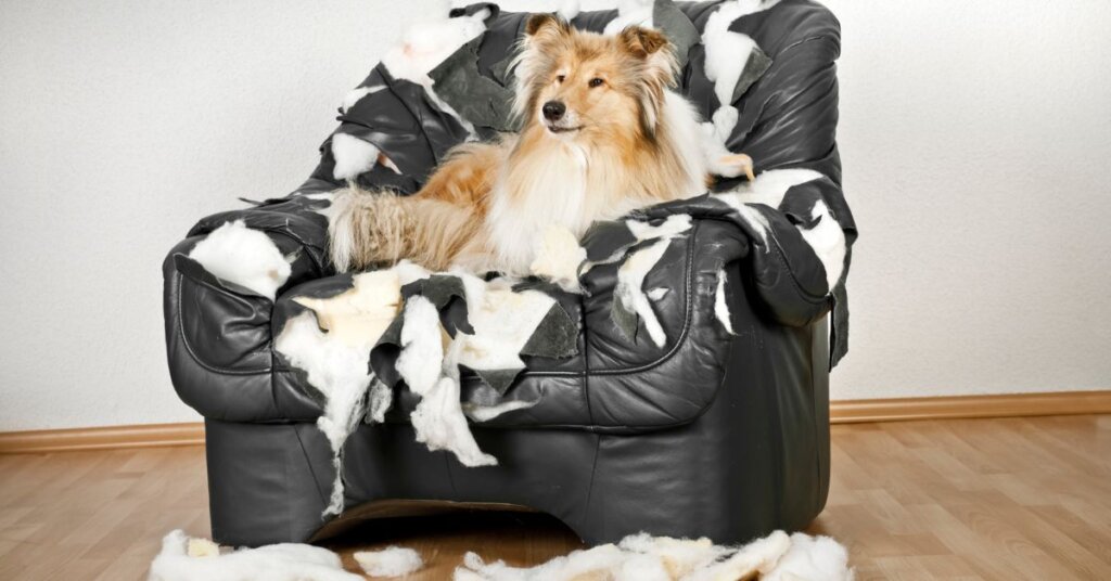 Fix Up Any Pet Damage