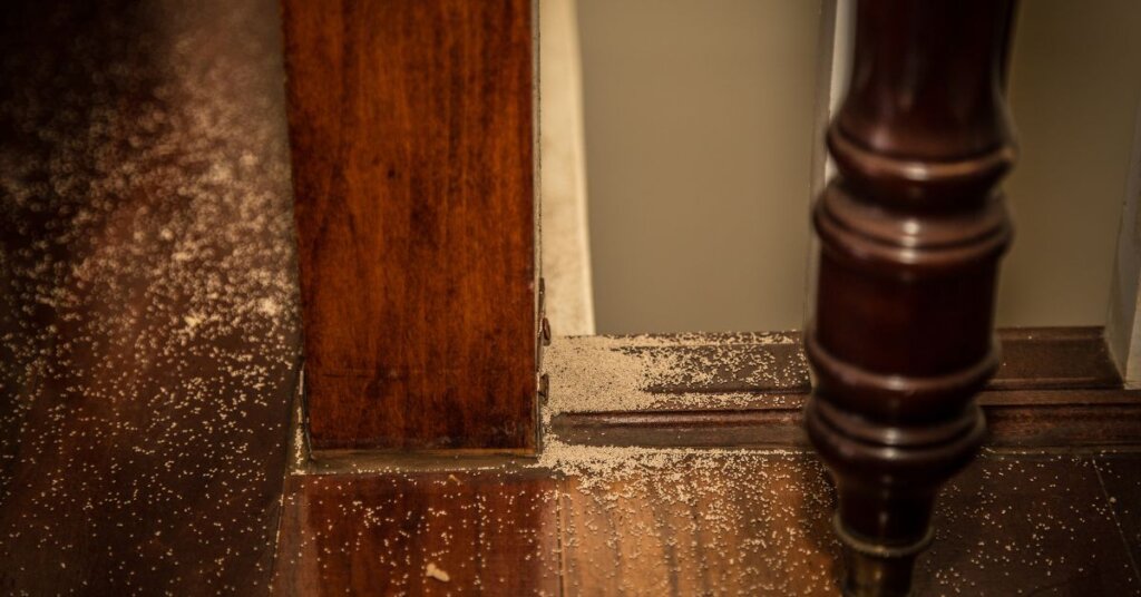 House with Termite Problem